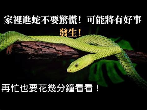 家裡發現蛇|【家裏有蛇】家裡蛇出沒！4招冷靜應對，重回安全安樂窩 – 葛鶴。